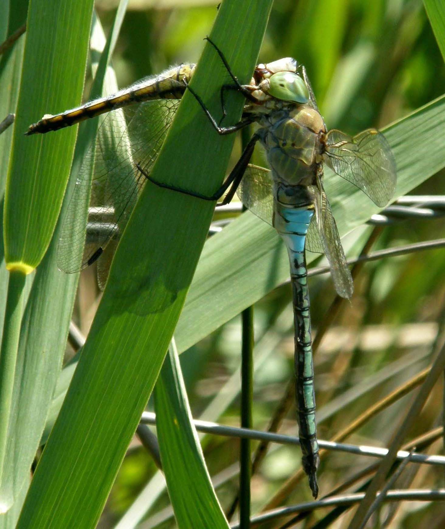 Libellula cannibale- Anax parthenope